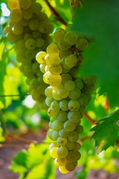 Rijp Witte Wijndruiven Planten Wijngaard Frankrijk Witte Rijpe Muskaatdruif Nieuwe — Stockfoto