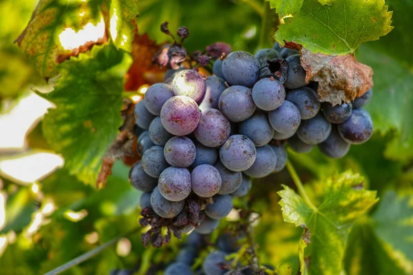 Французький Червоний Рожевий Виноград Перший Новий Урожай Винограду Франції Домені — стокове фото