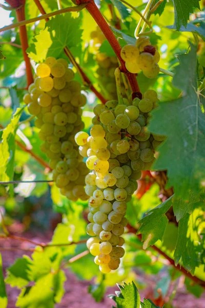 Vino Blanco Maduro Uvas Plantas Viñedo Francia Moscatel Maduro Blanco —  Fotos de Stock