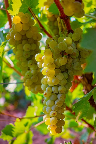 Dojrzałe Winogrona Białe Winogrona Winnicy Francji Białe Dojrzałe Muscat Winogrona — Zdjęcie stockowe
