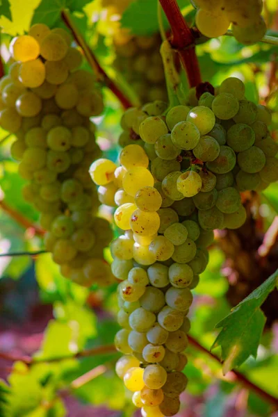 Dojrzałe Winogrona Białe Winogrona Winnicy Francji Białe Dojrzałe Muscat Winogrona — Zdjęcie stockowe