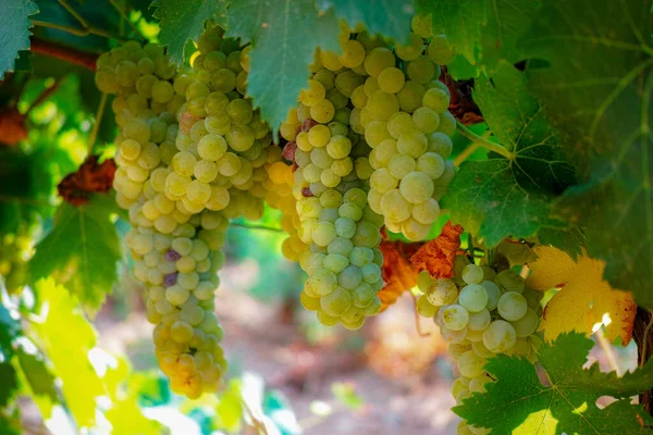 Reife Weißweintrauben Pflanzen Auf Weinbergen Frankreich Weiße Reife Muskatellertrauben Neulese — Stockfoto