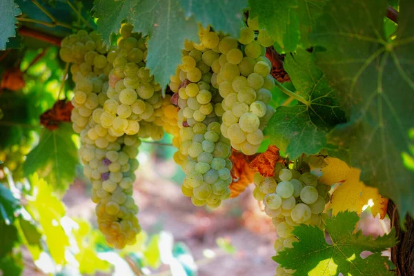 Ripe white wine grapes plants on vineyard in France, white ripe muscat grape new harvest close up