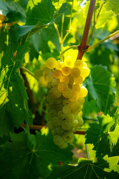 フランスのブドウ畑で熟した白ワインのブドウの植物 白熟したムスカットのブドウ新しい収穫が近い — ストック写真