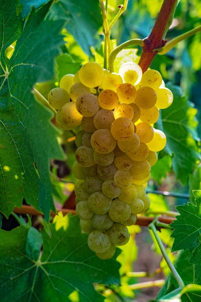 Vins Blancs Mûrs Sur Vignoble France Raisins Musqués Mûrs Blancs — Photo