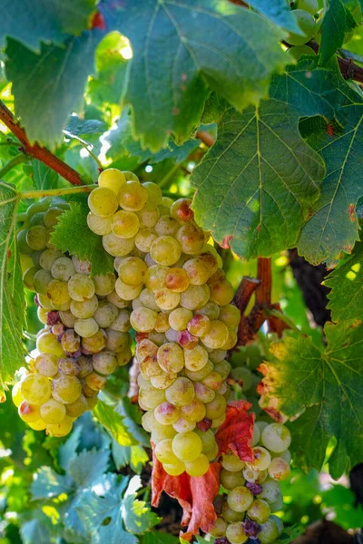 Спелые Растения Белого Вина Винограда Винограднике Франции Белый Спелый Мускатный — стоковое фото