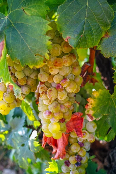 Maturare Uve Bianche Vigna Francia Uva Bianca Matura Moscato Nuova — Foto Stock