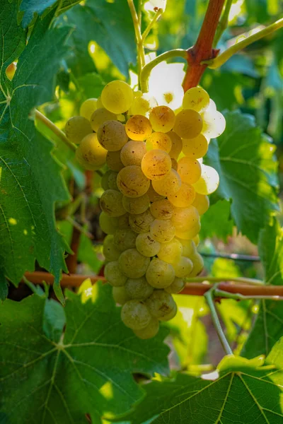 Rijp Witte Wijndruiven Planten Wijngaard Frankrijk Witte Rijpe Muskaatdruif Nieuwe — Stockfoto