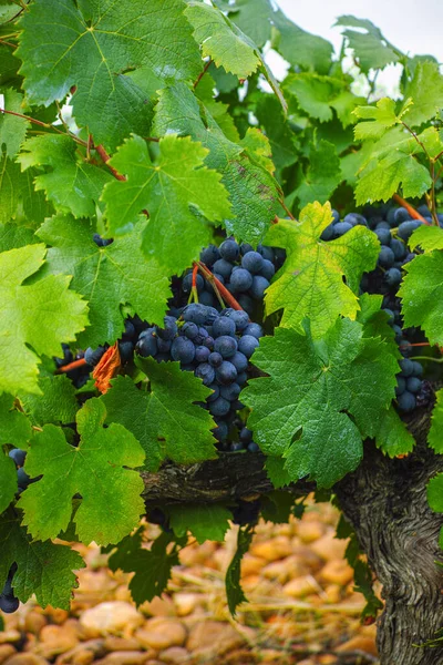 Cépages Français Vin Rouge Rose Première Nouvelle Récolte Raisin Vin — Photo