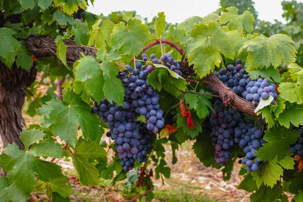 Fábrica Uvas Vinho Tinto Rosa Francês Primeira Nova Colheita Uvas — Fotografia de Stock