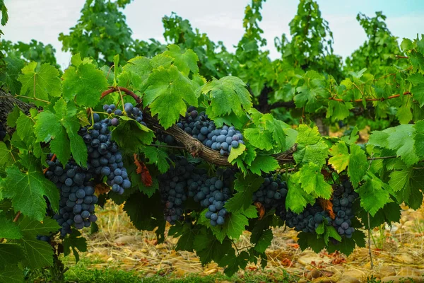 French red and rose wine grapes plant, first new harvest of ripe wine grape in France, Costieres de Nimes AOP domain or chateau vineyard close up
