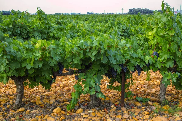 Französische Rot Und Rosenweintraubenanlage Erste Neulese Reifer Weintrauben Frankreich Domäne — Stockfoto