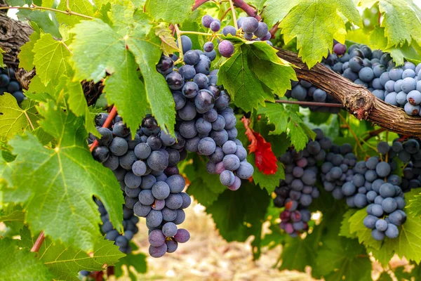 Französische Rot Und Rosenweintraubenanlage Erste Neulese Reifer Weintrauben Frankreich Domäne — Stockfoto