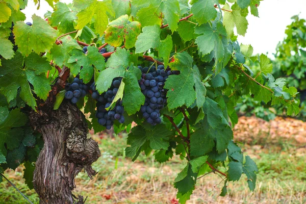 Fransız Kırmızı Gül Şarabı Üzümleri Fransa Daki Ilk Olgun Şarap — Stok fotoğraf