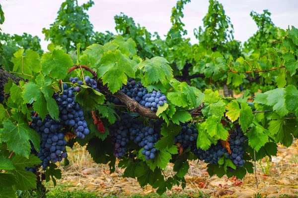 Fábrica Uvas Vinho Tinto Rosa Francês Primeira Nova Colheita Uvas — Fotografia de Stock