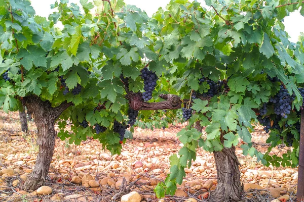 Franse Rode Rose Wijndruiven Plant Eerste Nieuwe Oogst Van Rijpe — Stockfoto