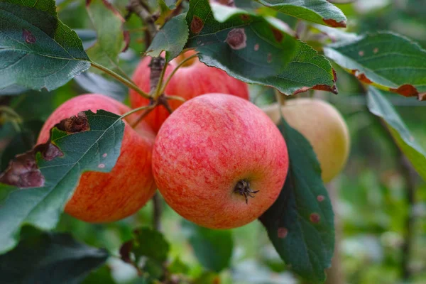 Νέα Συγκομιδή Υγιών Φρούτων Ώριμα Γλυκά Κόκκινα Μήλα Που Φυτρώνουν — Φωτογραφία Αρχείου