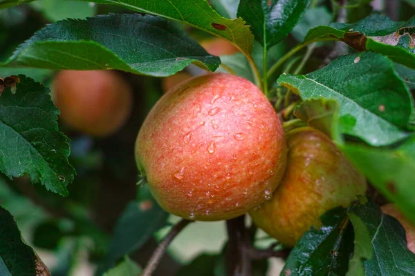 Nova Colheita Frutas Saudáveis Maçãs Vermelhas Doces Maduras Crescendo Árvore — Fotografia de Stock