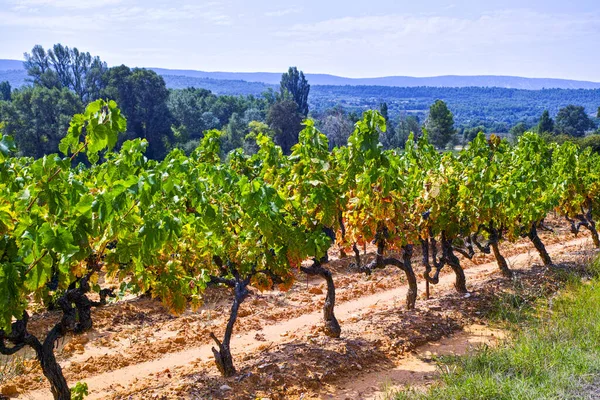 Francuskie Winogrona Czerwone Różane Rosnące Glebie Mineralnej Ochry Nowe Zbiory — Zdjęcie stockowe