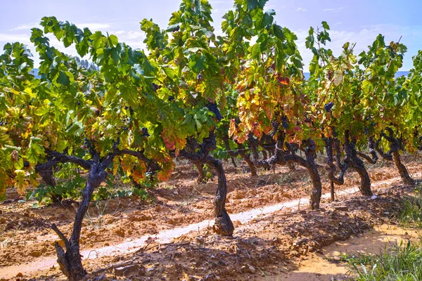 Vinho Tinto Rosa Francês Planta Uvas Crescendo Solo Mineral Ocre — Fotografia de Stock