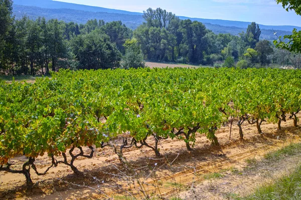 Vino Tinto Rosa Francés Planta Uvas Que Crece Suelo Mineral — Foto de Stock