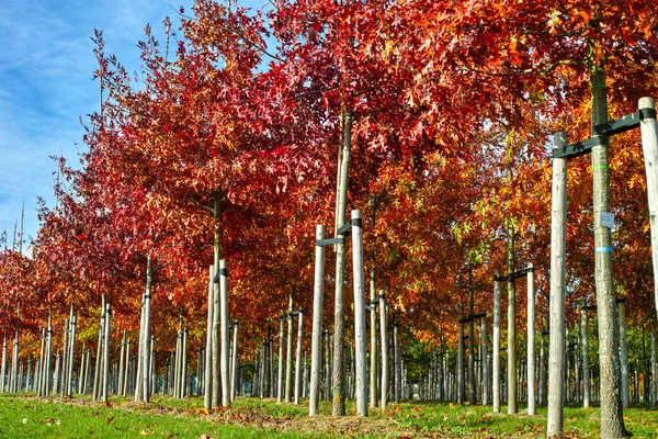 Garden and park tree nurseries specialise in medium to very large sized trees, white american oak tree plantation in Netherlands