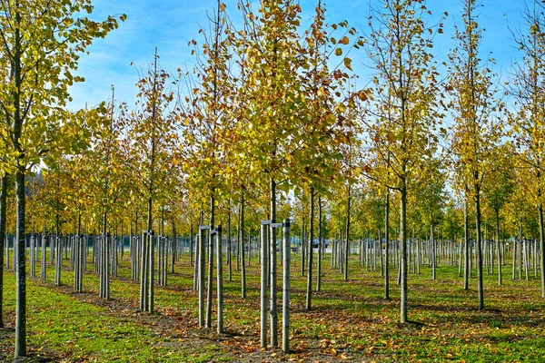 Privat garden, parks tree nursery in Netherlands, specialise in medium to very large sized trees, plantation of grey alder trees in rows