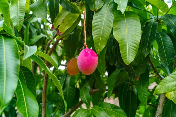 Tropical mango tree with big ripe mango fruits growing in orchard on Gran Canaria island, Spain, cultivation of mango fruits on plantation.