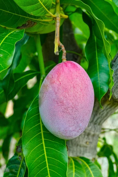 Tropical mango tree with big ripe mango fruits growing in orchard on Gran Canaria island, Spain, cultivation of mango fruits on plantation.