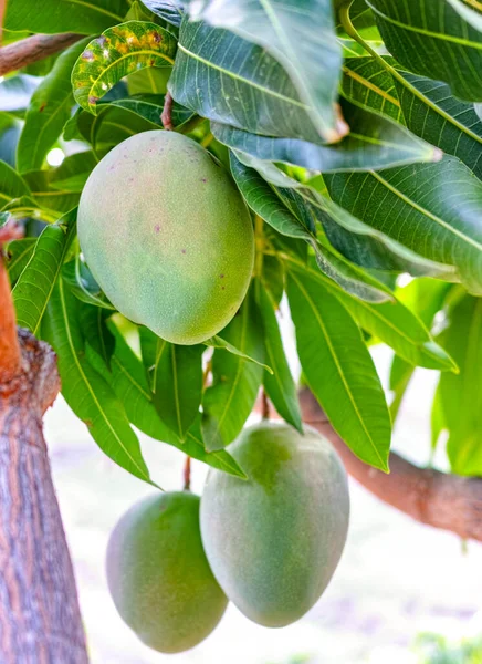 Tropical mango tree with big unripe mango fruits growing in orchard on Gran Canaria island, Spain, cultivation of mango fruits on plantation.
