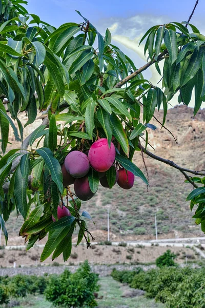 Tropikalne Drzewo Mango Dużymi Dojrzałymi Owocami Mango Rosnącymi Sadzie Wyspie — Zdjęcie stockowe