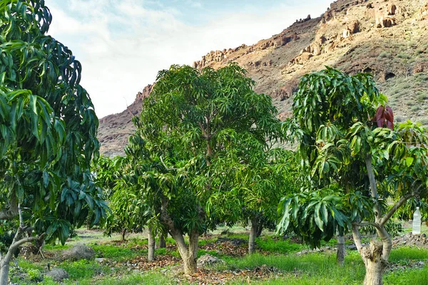 Manguier Tropical Après Récolte Dans Verger Sur Île Gran Canaria — Photo