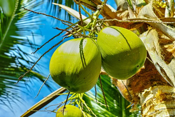 Grandes Cocos Maduros Pendurados Palmeira Coco Fechar Pronto Para Colheita — Fotografia de Stock