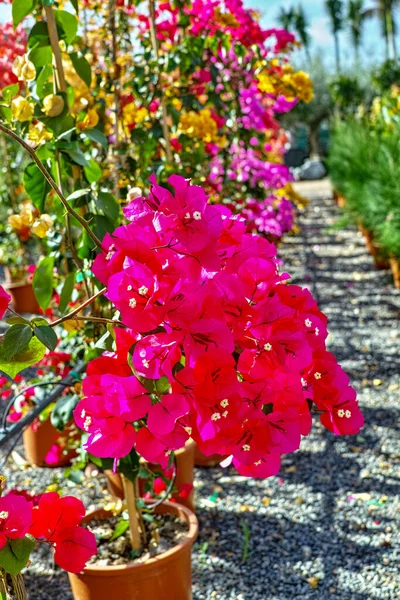 Fila Buganvílias Plantas Ornamentais Com Flores Coloridas Folhas Primavera Baldes — Fotografia de Stock