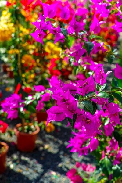 Fila Buganvílias Plantas Ornamentais Com Flores Coloridas Folhas Primavera Baldes — Fotografia de Stock