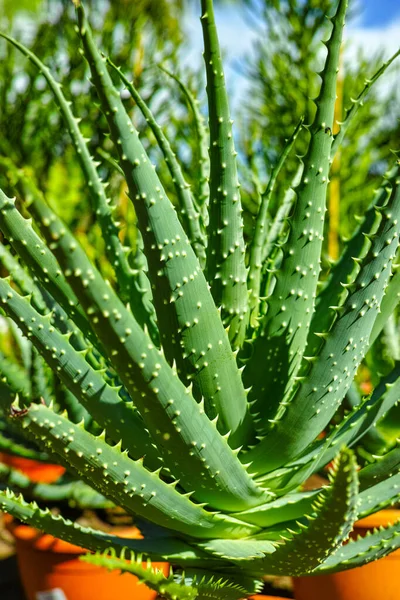 Filas Plantas Suculentas Aloe Cubos Venta Tienda Jardín Planta Casera — Foto de Stock
