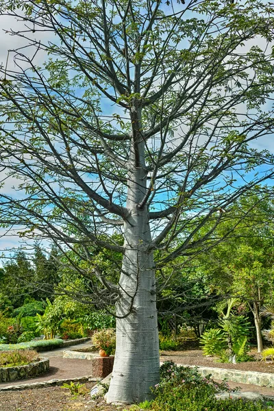 Crescendo Grande Baobá Árvore Jardim Botânico Maspalonas Gag Canaria Espanha — Fotografia de Stock