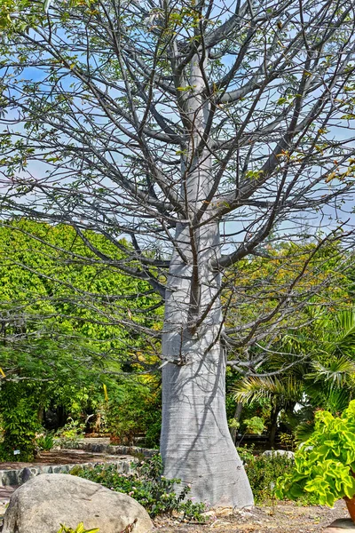 Grandir Grand Baobab Dans Jardin Botanique Maspalonas Gag Canaria Espagne — Photo