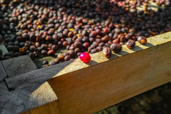 Tradiční Způsob Sušení Zralých Organických Kávových Zrn Otevřené Mřížce Slunečního — Stock fotografie