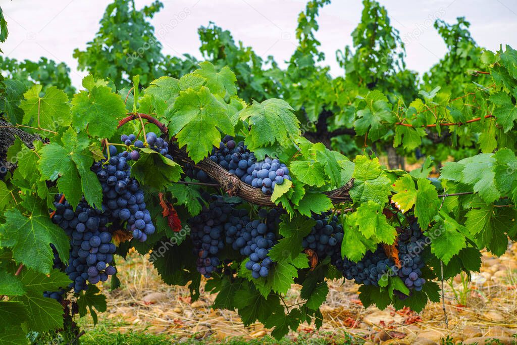 French red and rose wine grapes plant, first new harvest of ripe wine grape in France, Costieres de Nimes AOP domain or chateau vineyard close up