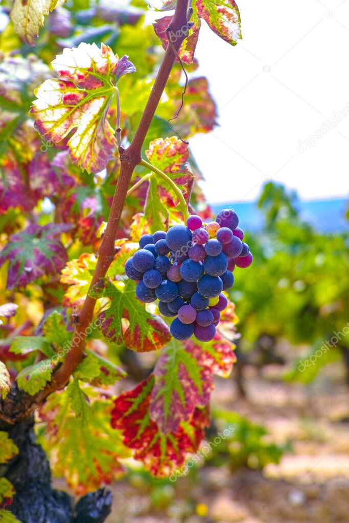 French red and rose wine grapes plant, growing on ochre mineral soil, new harvest of wine grape in France, Vaucluse Luberon AOP domain or chateau vineyard close up