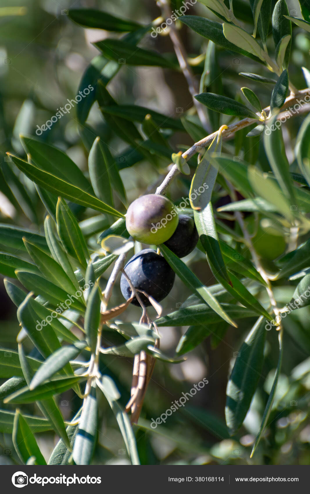 Olive Tree Big Ripe Black Olives Ready Harvest Close — Stock Photo