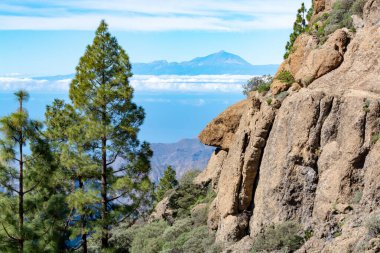 Gran Kanarya adasındaki Yeşil Kanarya çam ağacı ve dağlar manzarası, Teide Dağı manzarası, Tenerife, Kanarya adaları, İspanya