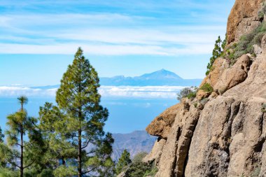 Gran Kanarya adasındaki Yeşil Kanarya çam ağacı ve dağlar manzarası, Teide Dağı manzarası, Tenerife, Kanarya adaları, İspanya