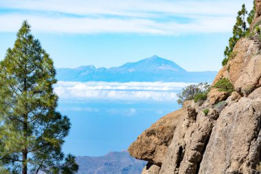 Gran Kanarya adasındaki Yeşil Kanarya çam ağacı ve dağlar manzarası, Teide Dağı manzarası, Tenerife, Kanarya adaları, İspanya