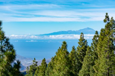 Gran Kanarya adasındaki Yeşil Kanarya çam ağacı ve dağlar manzarası, Teide Dağı manzarası, Tenerife, Kanarya adaları, İspanya