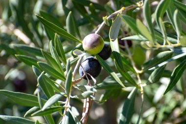 Kocaman, olgun, siyah zeytinli zeytin ağacı hasat için hazır.