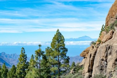 Gran Kanarya adasındaki Yeşil Kanarya çam ağacı ve dağlar manzarası, Teide Dağı manzarası, Tenerife, Kanarya adaları, İspanya