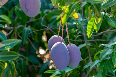 İspanya 'nın Gran Canaria adasındaki meyve bahçesinde yetişen büyük olgun mor mango meyveleriyle tropik mango ağacı..