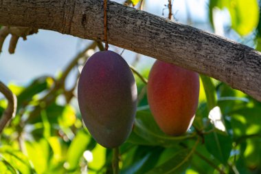 İspanya 'nın Gran Canaria adasında meyve bahçesinde yetişen büyük olgun mango meyveleriyle tropik mango ağacı..